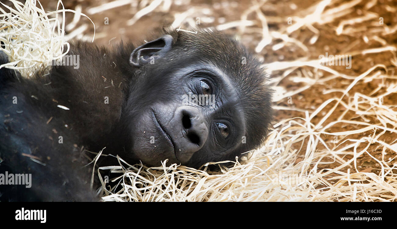 Münchner ZOO, Deutschland: Ein Baby Gorilla sieht anbetend in den Weltraum.  Das süßeste könnte Herz schmelzen Aufnahmen von Baby Primaten, die Sie in diesem Jahr sehen. Von einer seltenen und liebenswert kahl Bonobo Krankenpflege auf seine Mutter zu einem pelzigen Gorillababy einfach nur glücklich, in einem Haufen von Stroh diese kleinen Affen spielen werden eines Tages mächtige Kreaturen – aber für den Moment sind sie kleine Bündel von Freude. Andere Bilder sind ein Orang-Utan-Baby einfach nur glücklich, lebendig zu sein, süße Bonobos und ein junger Schimpanse dehnen wie in Yoga-Pose. Neugeborenen besessen Fotograf und tierischen Handler Sonja Probst (46) aus Bayern nahmen eine 3.600 Meile Stockfoto