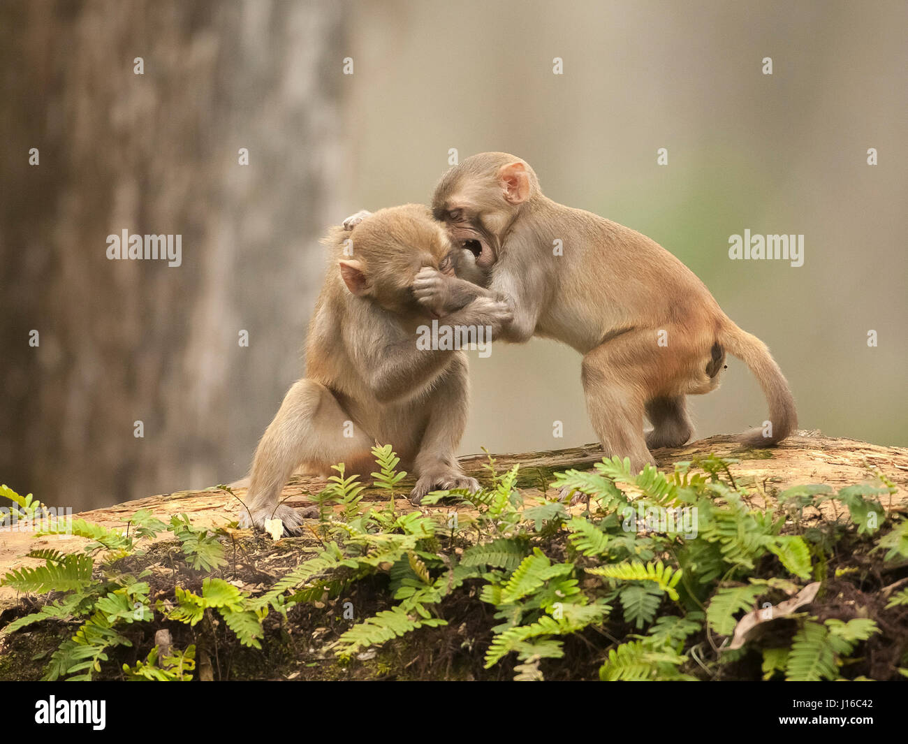 OCALA NATIONAL FOREST, FLORIDA: A MACAQUE Kampf begann wie ein Kung-Fu-Kampf vor einem frecher Affe beschlossen, den Ton zu senken, indem man seinen Gegner durch den Schritt. Die Auge-Bewässerung genommen von einem britischen Fotografen zeigt wie das Paar von Rhesus-Makaken No-Holds-barred Kampf begonnen, dann wurde von einem anderen ihre Truppe vor, aus denen später durch Flüstern sanft zueinander abgelenkt. Fotograf Graham McGeorge (43) ursprünglich aus Dumfries in Schottland und lebt heute in Jacksonville, Florida erfasst den Moment während des Besuchs der Band wilde Affen, die Stockfoto