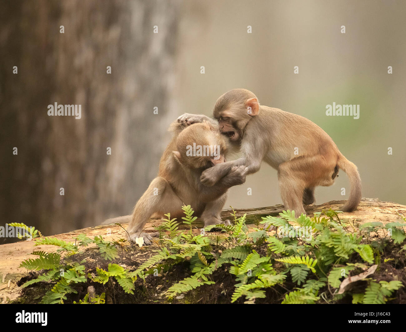 OCALA NATIONAL FOREST, FLORIDA: A MACAQUE Kampf begann wie ein Kung-Fu-Kampf vor einem frecher Affe beschlossen, den Ton zu senken, indem man seinen Gegner durch den Schritt. Die Auge-Bewässerung genommen von einem britischen Fotografen zeigt wie das Paar von Rhesus-Makaken No-Holds-barred Kampf begonnen, dann wurde von einem anderen ihre Truppe vor, aus denen später durch Flüstern sanft zueinander abgelenkt. Fotograf Graham McGeorge (43) ursprünglich aus Dumfries in Schottland und lebt heute in Jacksonville, Florida erfasst den Moment während des Besuchs der Band wilde Affen, die Stockfoto
