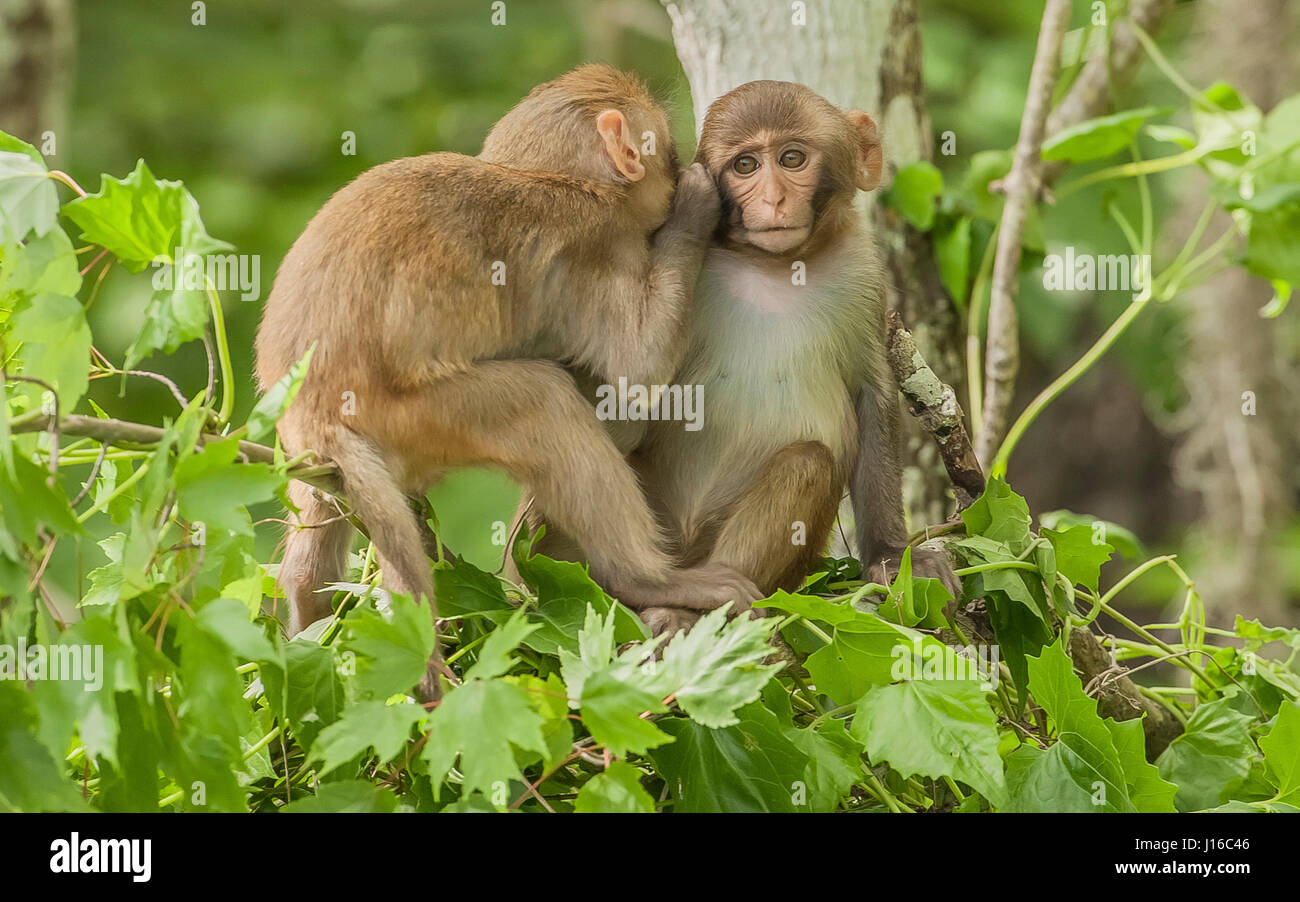 OCALA NATIONAL FOREST, FLORIDA: A MACAQUE Kampf begann wie ein Kung-Fu-Kampf vor einem frecher Affe beschlossen, den Ton zu senken, indem man seinen Gegner durch den Schritt. Die Auge-Bewässerung genommen von einem britischen Fotografen zeigt wie das Paar von Rhesus-Makaken No-Holds-barred Kampf begonnen, dann wurde von einem anderen ihre Truppe vor, aus denen später durch Flüstern sanft zueinander abgelenkt. Fotograf Graham McGeorge (43) ursprünglich aus Dumfries in Schottland und lebt heute in Jacksonville, Florida erfasst den Moment während des Besuchs der Band wilde Affen, die Stockfoto