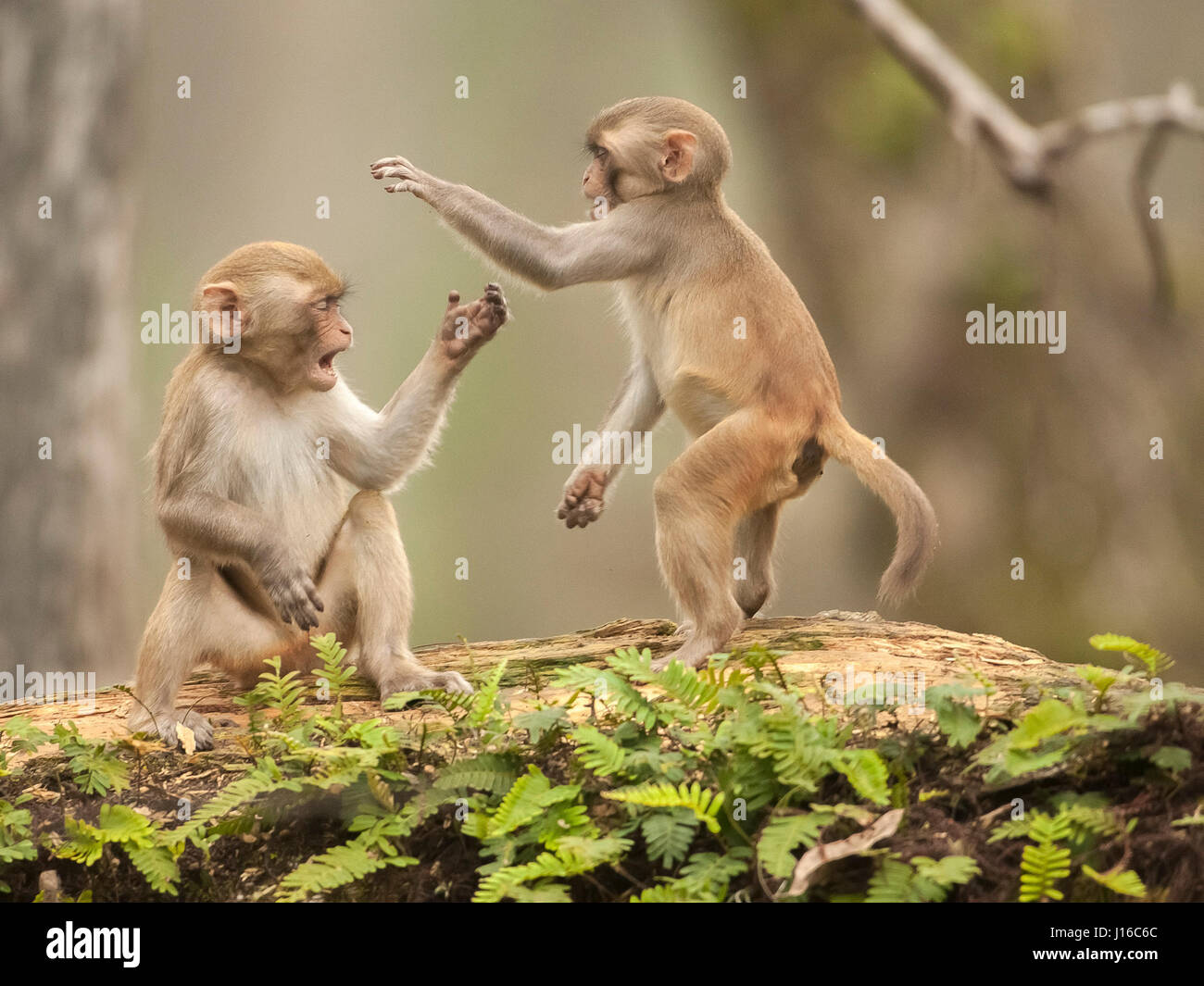 OCALA NATIONAL FOREST, FLORIDA: A MACAQUE Kampf begann wie ein Kung-Fu-Kampf vor einem frecher Affe beschlossen, den Ton zu senken, indem man seinen Gegner durch den Schritt. Die Auge-Bewässerung genommen von einem britischen Fotografen zeigt wie das Paar von Rhesus-Makaken No-Holds-barred Kampf begonnen, dann wurde von einem anderen ihre Truppe vor, aus denen später durch Flüstern sanft zueinander abgelenkt. Fotograf Graham McGeorge (43) ursprünglich aus Dumfries in Schottland und lebt heute in Jacksonville, Florida erfasst den Moment während des Besuchs der Band wilde Affen, die Stockfoto