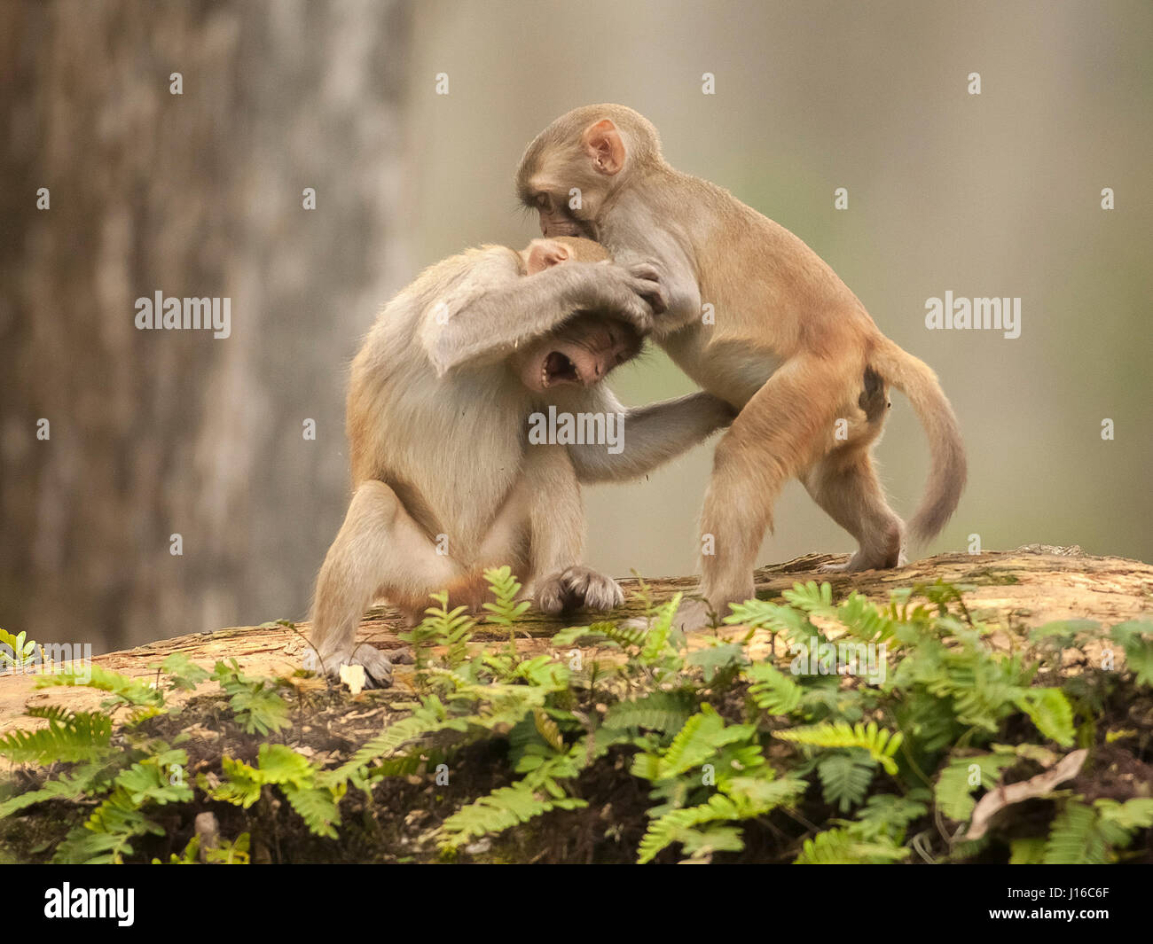 OCALA NATIONAL FOREST, FLORIDA: A MACAQUE Kampf begann wie ein Kung-Fu-Kampf vor einem frecher Affe beschlossen, den Ton zu senken, indem man seinen Gegner durch den Schritt. Die Auge-Bewässerung genommen von einem britischen Fotografen zeigt wie das Paar von Rhesus-Makaken No-Holds-barred Kampf begonnen, dann wurde von einem anderen ihre Truppe vor, aus denen später durch Flüstern sanft zueinander abgelenkt. Fotograf Graham McGeorge (43) ursprünglich aus Dumfries in Schottland und lebt heute in Jacksonville, Florida erfasst den Moment während des Besuchs der Band wilde Affen, die Stockfoto