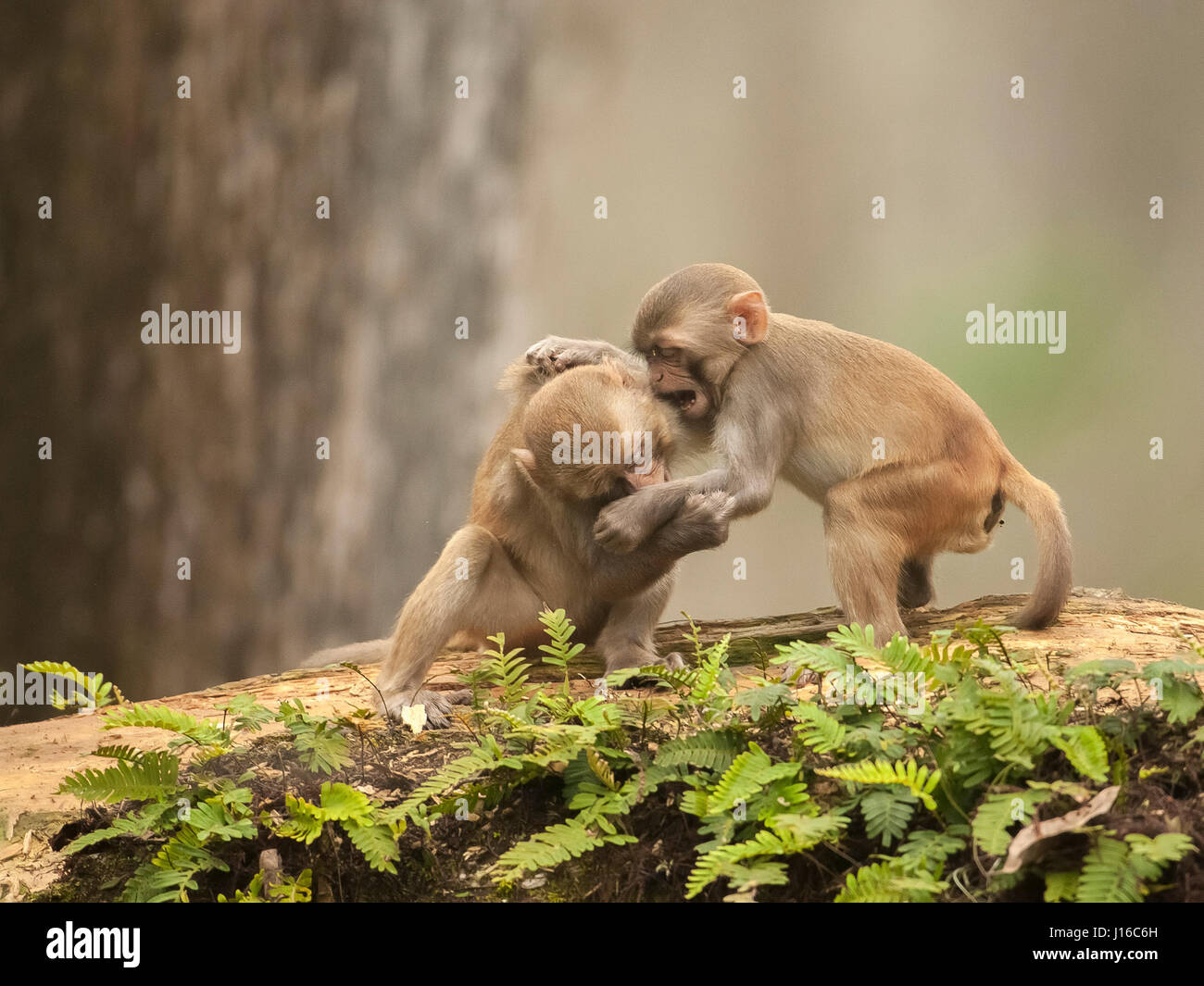OCALA NATIONAL FOREST, FLORIDA: A MACAQUE Kampf begann wie ein Kung-Fu-Kampf vor einem frecher Affe beschlossen, den Ton zu senken, indem man seinen Gegner durch den Schritt. Die Auge-Bewässerung genommen von einem britischen Fotografen zeigt wie das Paar von Rhesus-Makaken No-Holds-barred Kampf begonnen, dann wurde von einem anderen ihre Truppe vor, aus denen später durch Flüstern sanft zueinander abgelenkt. Fotograf Graham McGeorge (43) ursprünglich aus Dumfries in Schottland und lebt heute in Jacksonville, Florida erfasst den Moment während des Besuchs der Band wilde Affen, die Stockfoto