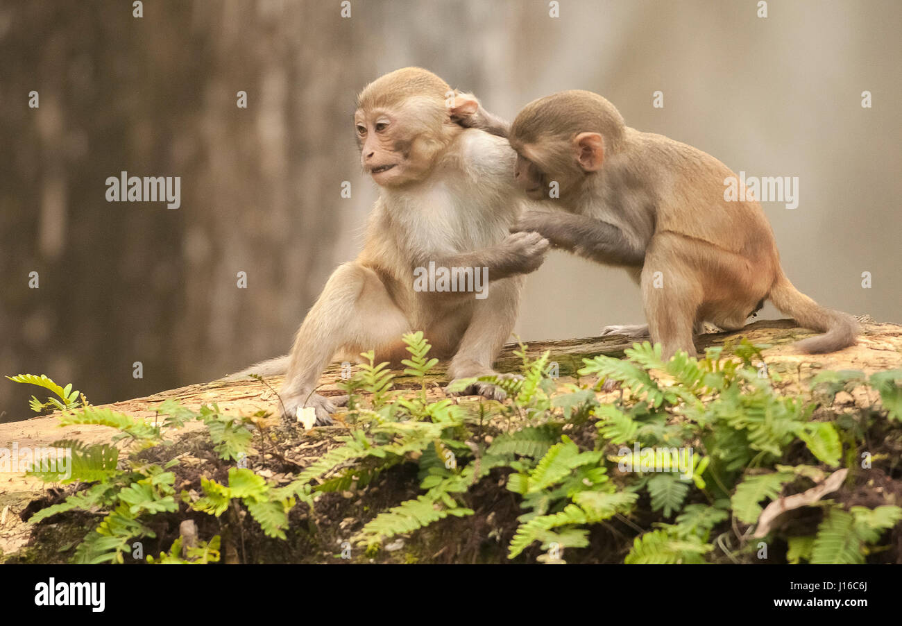 OCALA NATIONAL FOREST, FLORIDA: A MACAQUE Kampf begann wie ein Kung-Fu-Kampf vor einem frecher Affe beschlossen, den Ton zu senken, indem man seinen Gegner durch den Schritt. Die Auge-Bewässerung genommen von einem britischen Fotografen zeigt wie das Paar von Rhesus-Makaken No-Holds-barred Kampf begonnen, dann wurde von einem anderen ihre Truppe vor, aus denen später durch Flüstern sanft zueinander abgelenkt. Fotograf Graham McGeorge (43) ursprünglich aus Dumfries in Schottland und lebt heute in Jacksonville, Florida erfasst den Moment während des Besuchs der Band wilde Affen, die Stockfoto