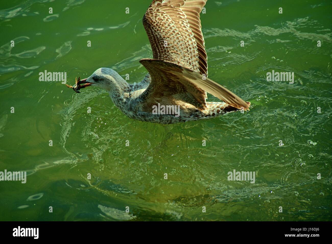 Möwe fängt Essen Stockfoto