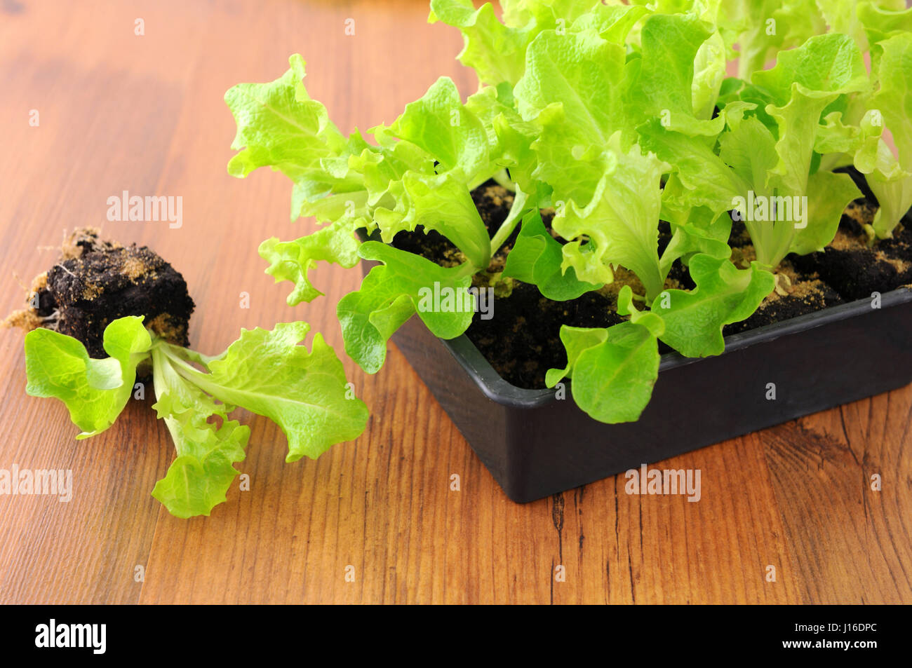 frischer Salat Sämlinge in ein Fach ein. Gartenarbeit Stockfoto