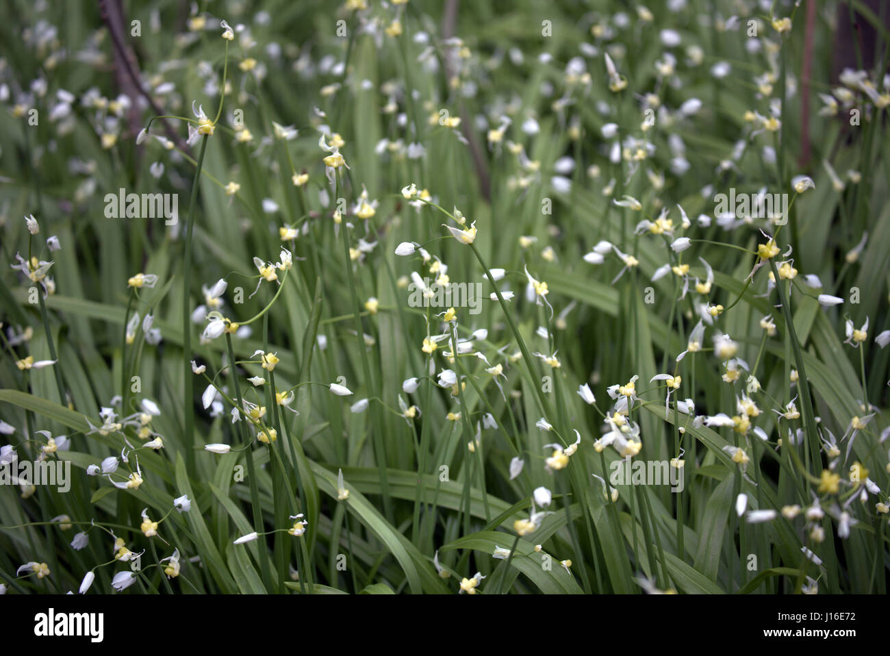 Bärlauch in Blüte Stockfoto