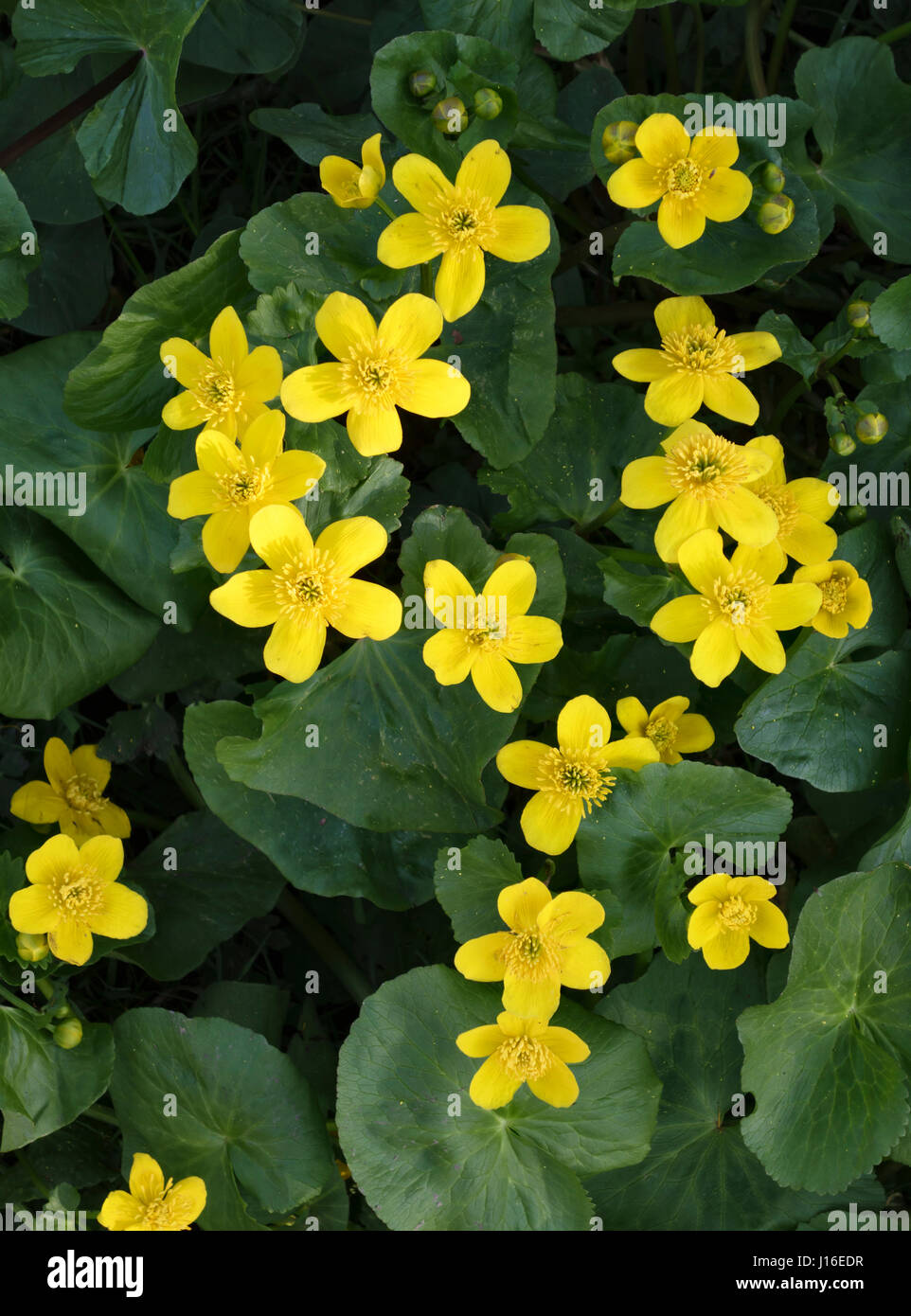 Marsh Marigold (Sumpfdotterblumen) wächst am Rande eines Baches Herefordshire im Frühling (UK) Stockfoto