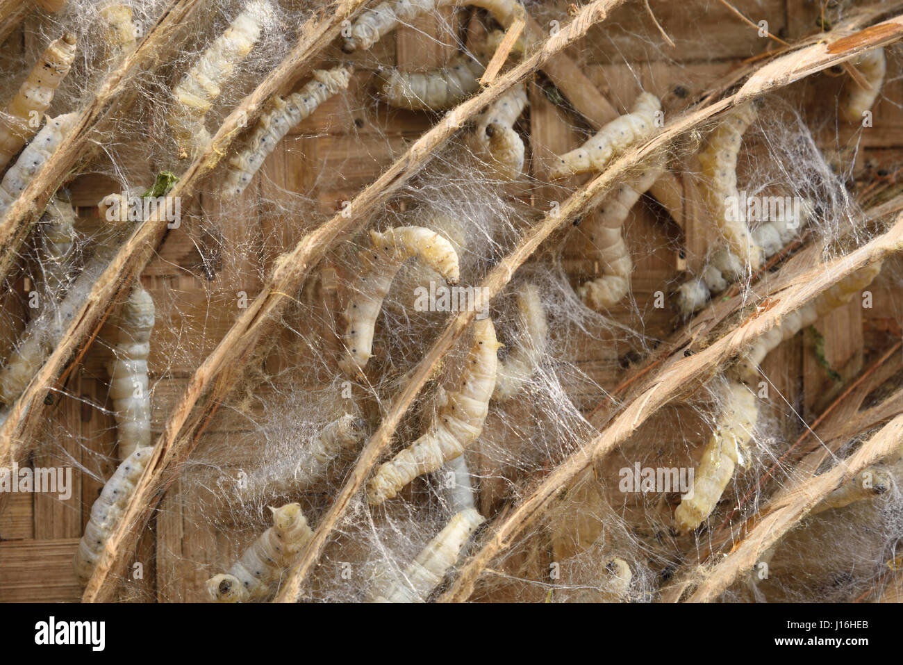 Seidenraupen-Kokons in traditionellen kreisförmigen Bambusrahmen bei der Herstellung von Seide in einem indischen Dorf. Murshidabad, West-Bengalen, Indien Stockfoto