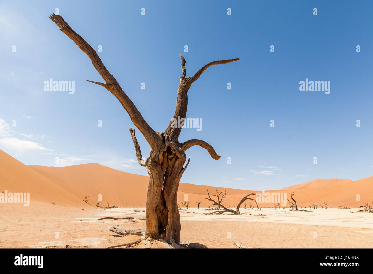Toter Baum in Dead Vlei Namib, Namibia, Afrika Stockfoto