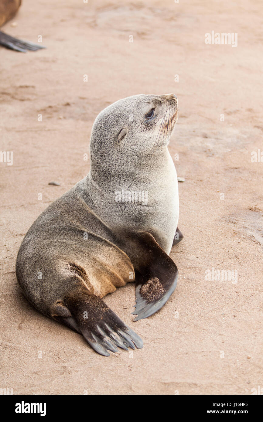 Baby-Robbe, die liegen am Strand von Cape Cross, Namibia Stockfoto