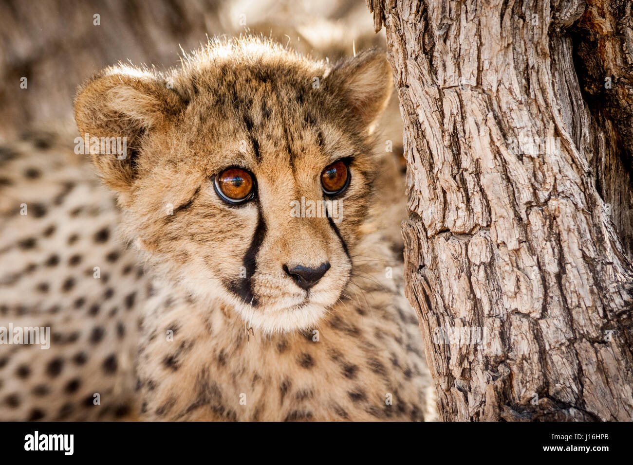 Junge Geparden Cub in einem Baum in Namibia Stockfoto