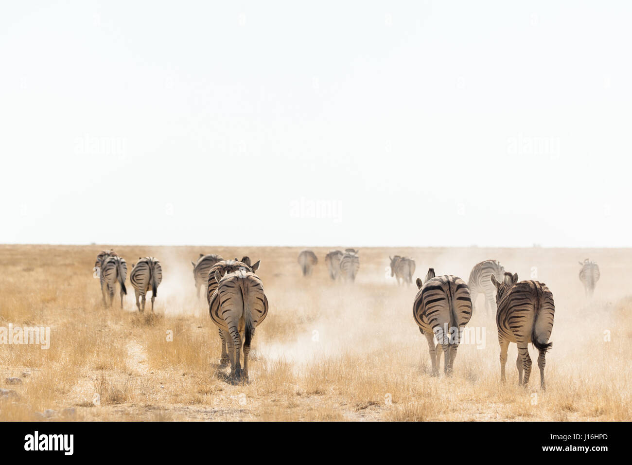Zebras gehen in der Wüste des Etosha Nationalpark, Namibia Stockfoto