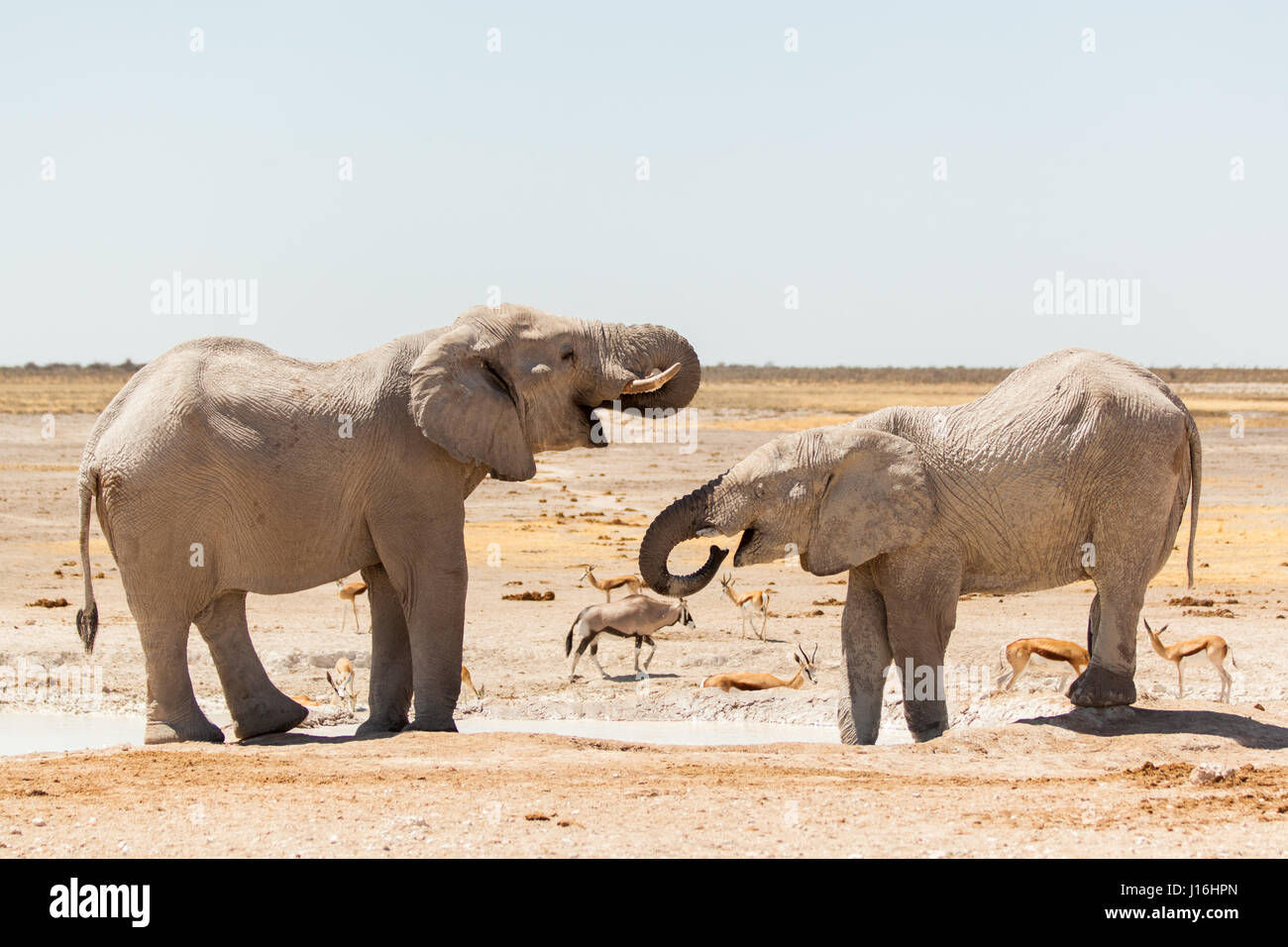 Elefanten an einer Wasserstelle in Etosha Nationalpark, Namibia Stockfoto