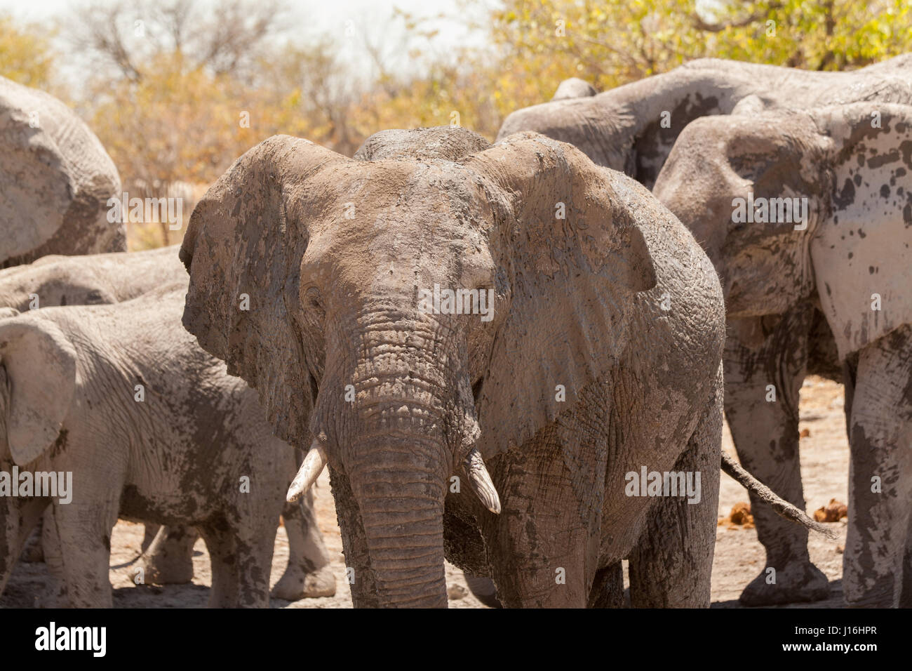 Elefanten im Etosha Nationalpark in Namibia, in der Nähe einer Wasserstelle Stockfoto
