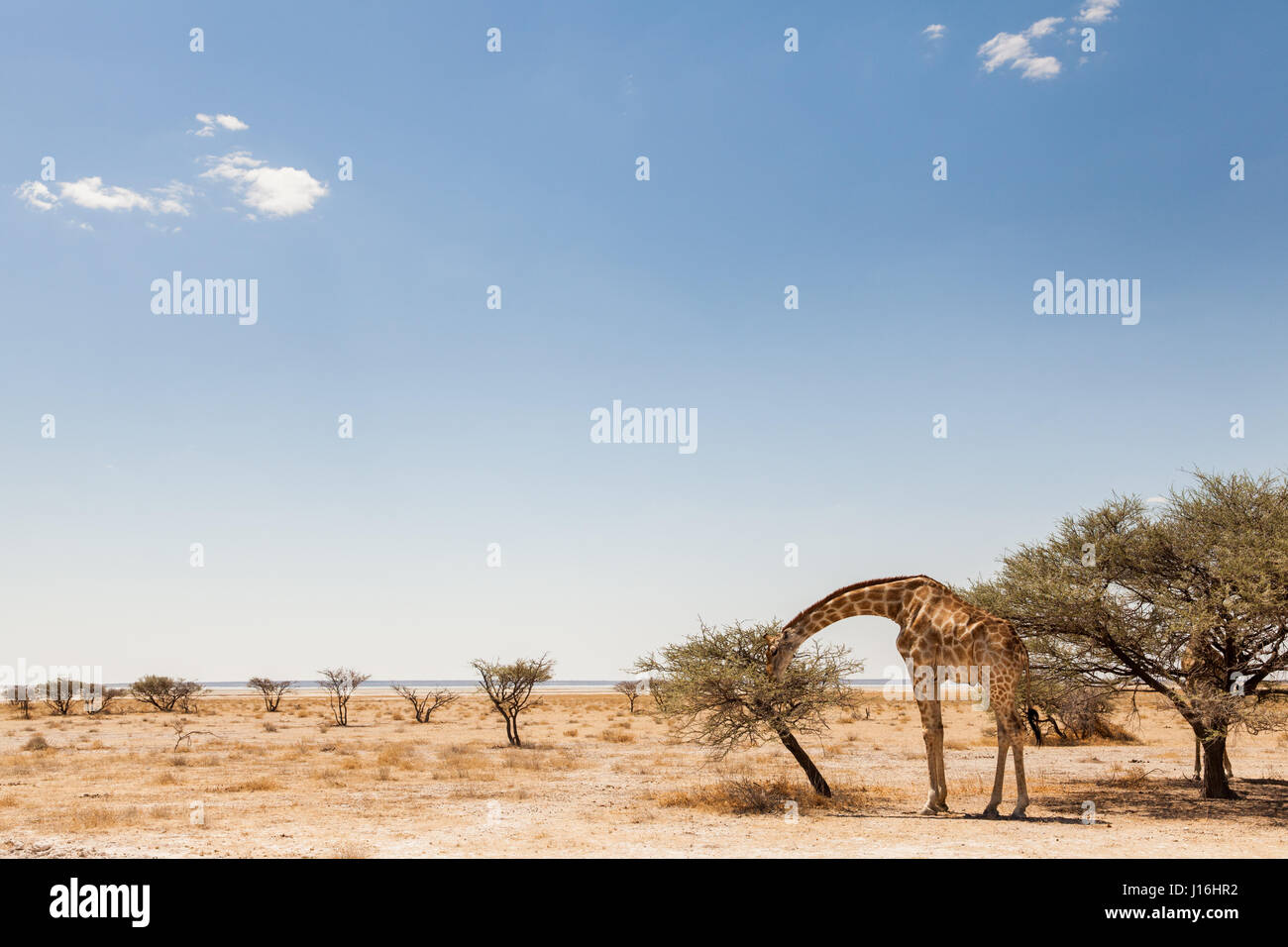 Giraffe Essen auf einer Akazie im Etosha Nationalpark, Namibia Stockfoto