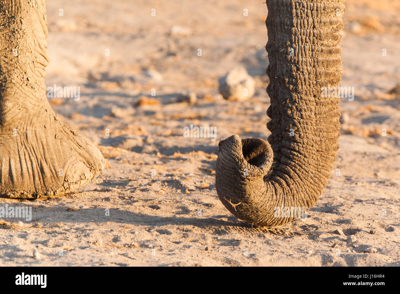 Elefantenrüssel im Etosha Nationalpark, Namibia Stockfoto