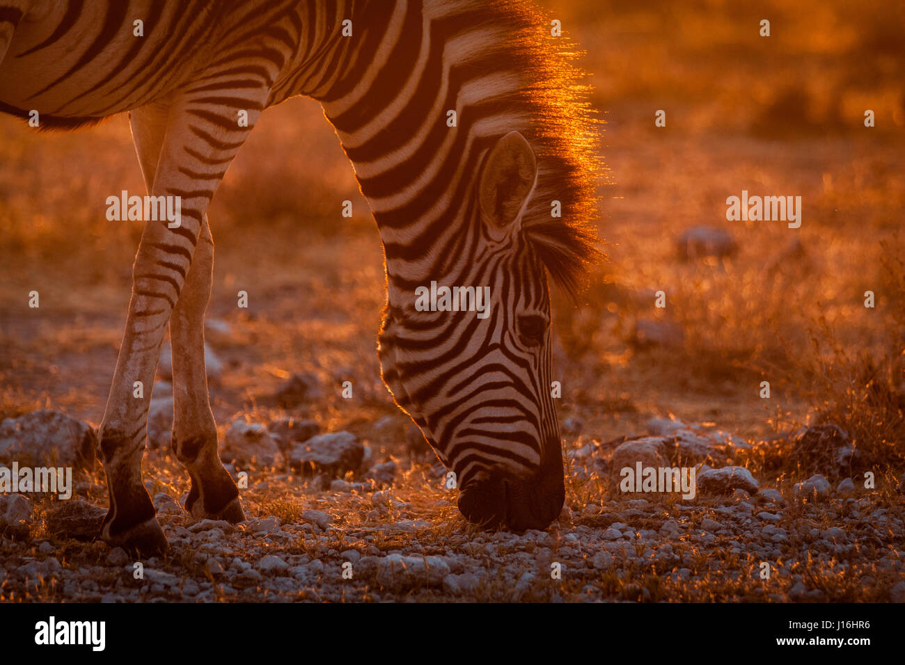 Zebra Streifen im Etosha National Park während des Sonnenuntergangs Stockfoto