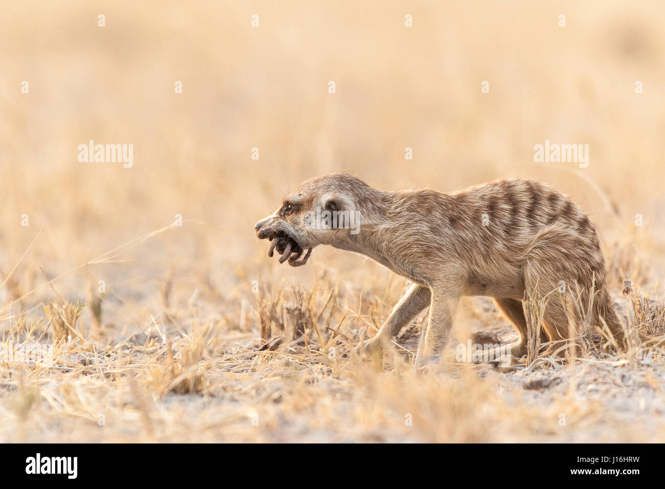 Junge Erdmännchen mit einem Pavian Spinne grub er nur in der Kalahari Stockfoto