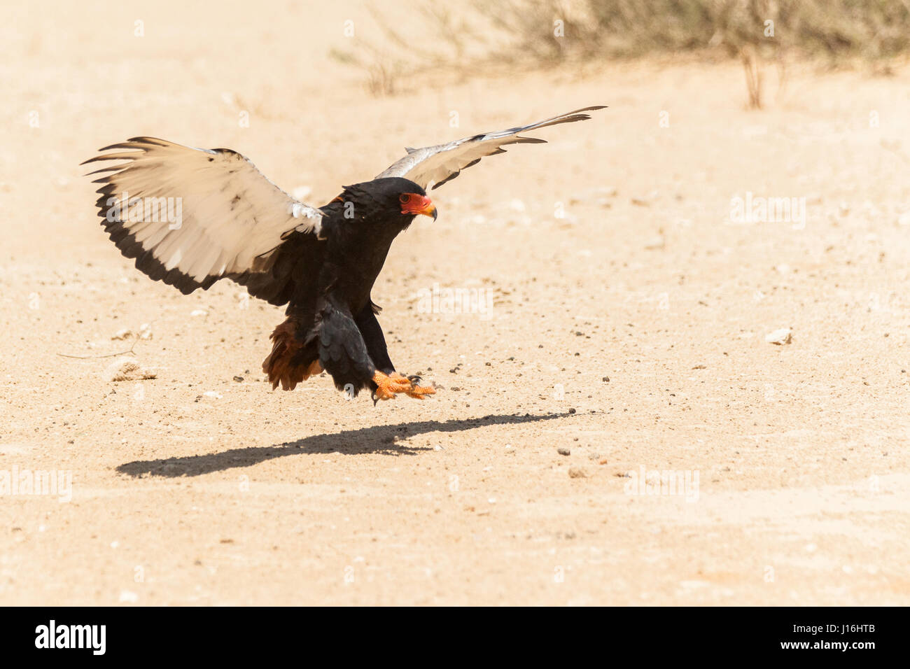 Bataleur Adler landen im Sand der Wüste im Kgalagadi Botswana Stockfoto