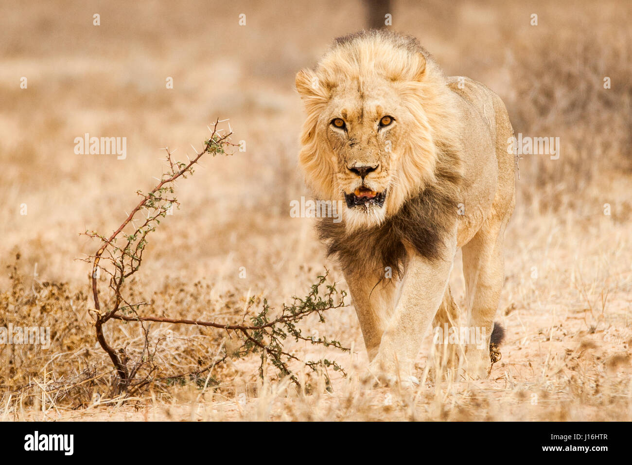 Männlicher Löwe unterwegs in der Wüste von Kalahari in Botswana (Kgalagadi Transfrontier Park), auf der Suche nach Weibchen Stockfoto