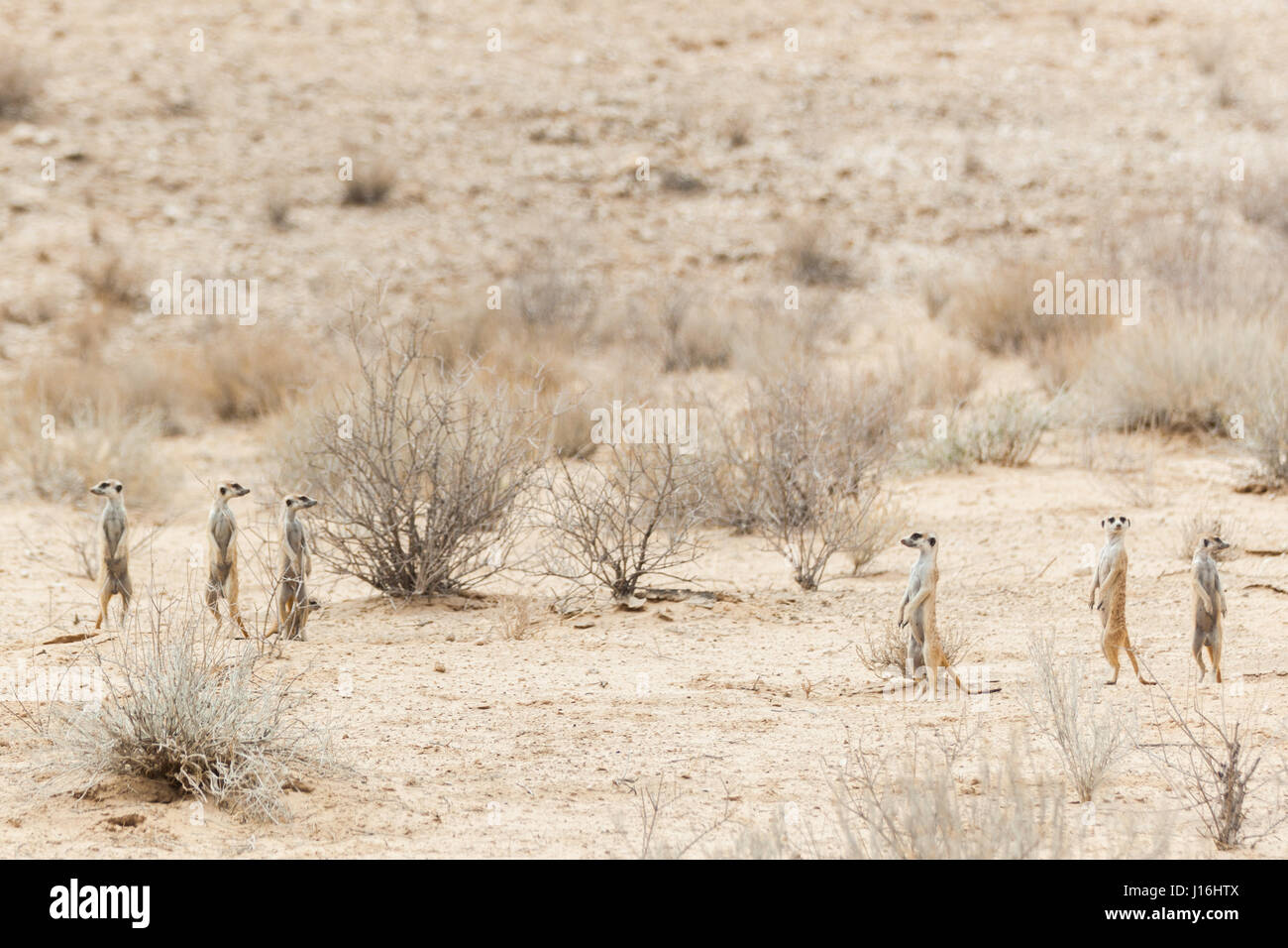 Erdmännchen in der Kalahari-Wüste in Botswana Stockfoto