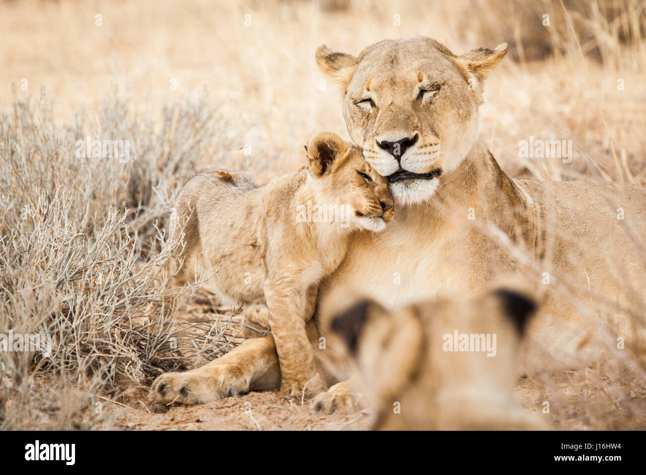 Löwin und Cub umarmt im Kgalagadi Nationalpark in Botswana Stockfoto