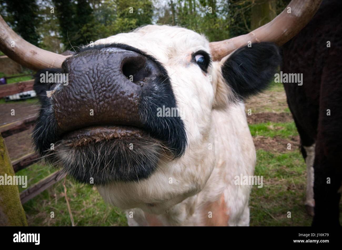 Lustige Tier, ein Stier Nahaufnahme Blick direkt in die Kamera Stockfoto