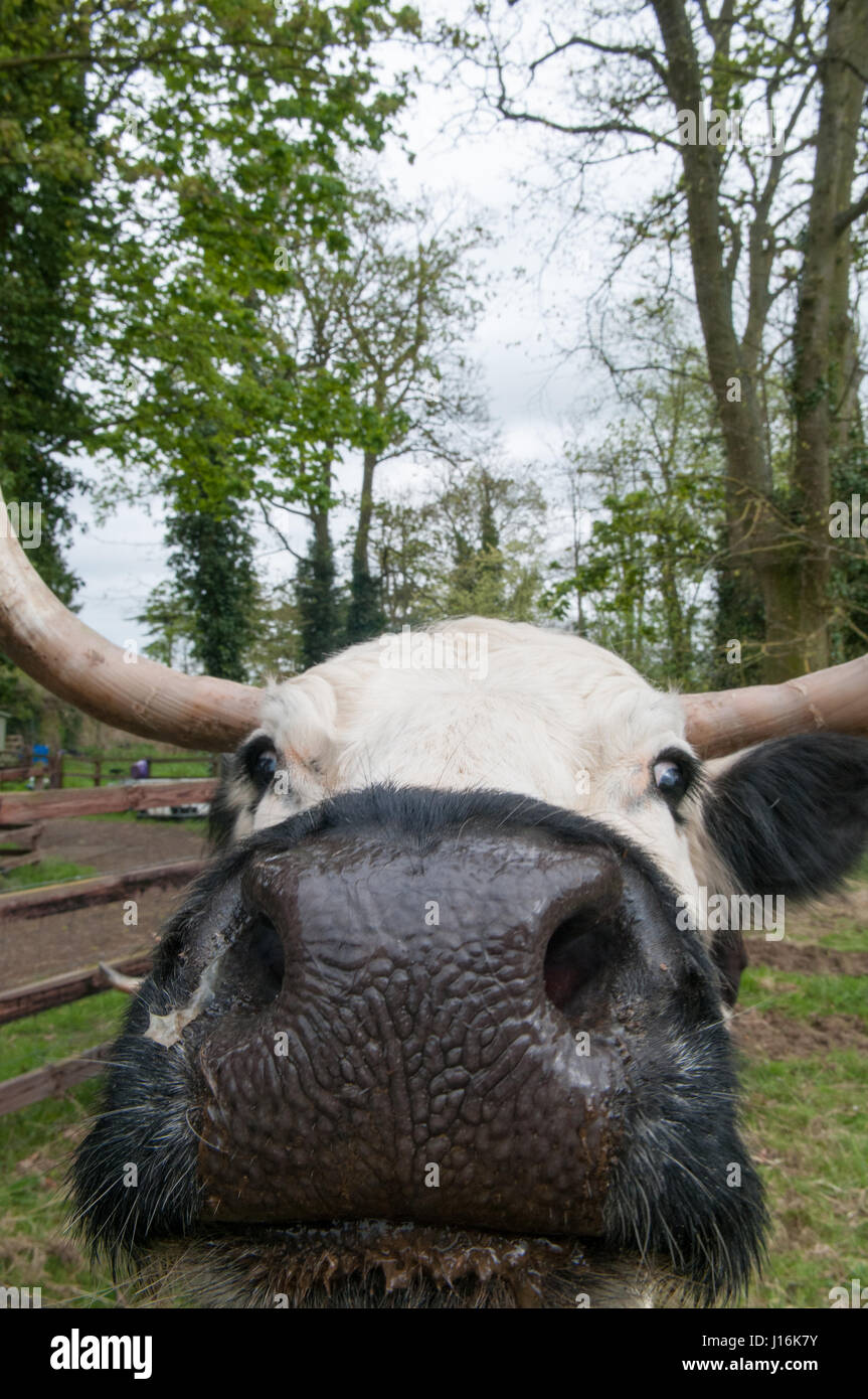 Lustige Tier, ein Stier Nahaufnahme Blick direkt in die Kamera Stockfoto