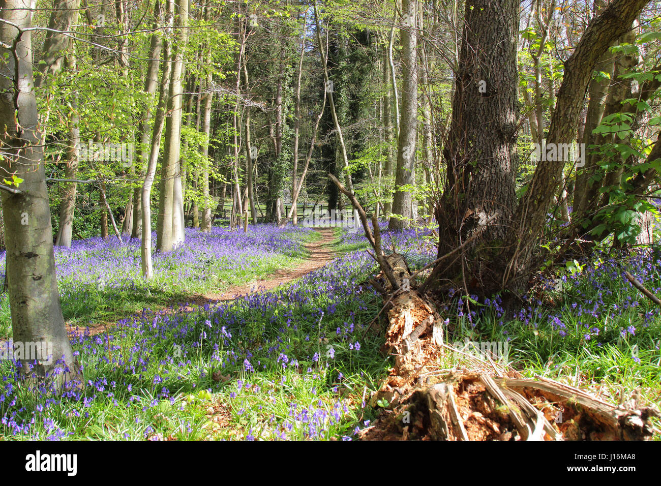 Bluebell Woods bei Crowthorne, Berkshire UK Stockfoto