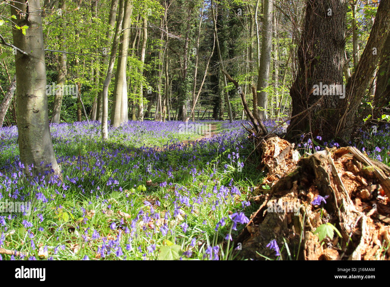Bluebell Woods bei Crowthorne, Berkshire UK Stockfoto