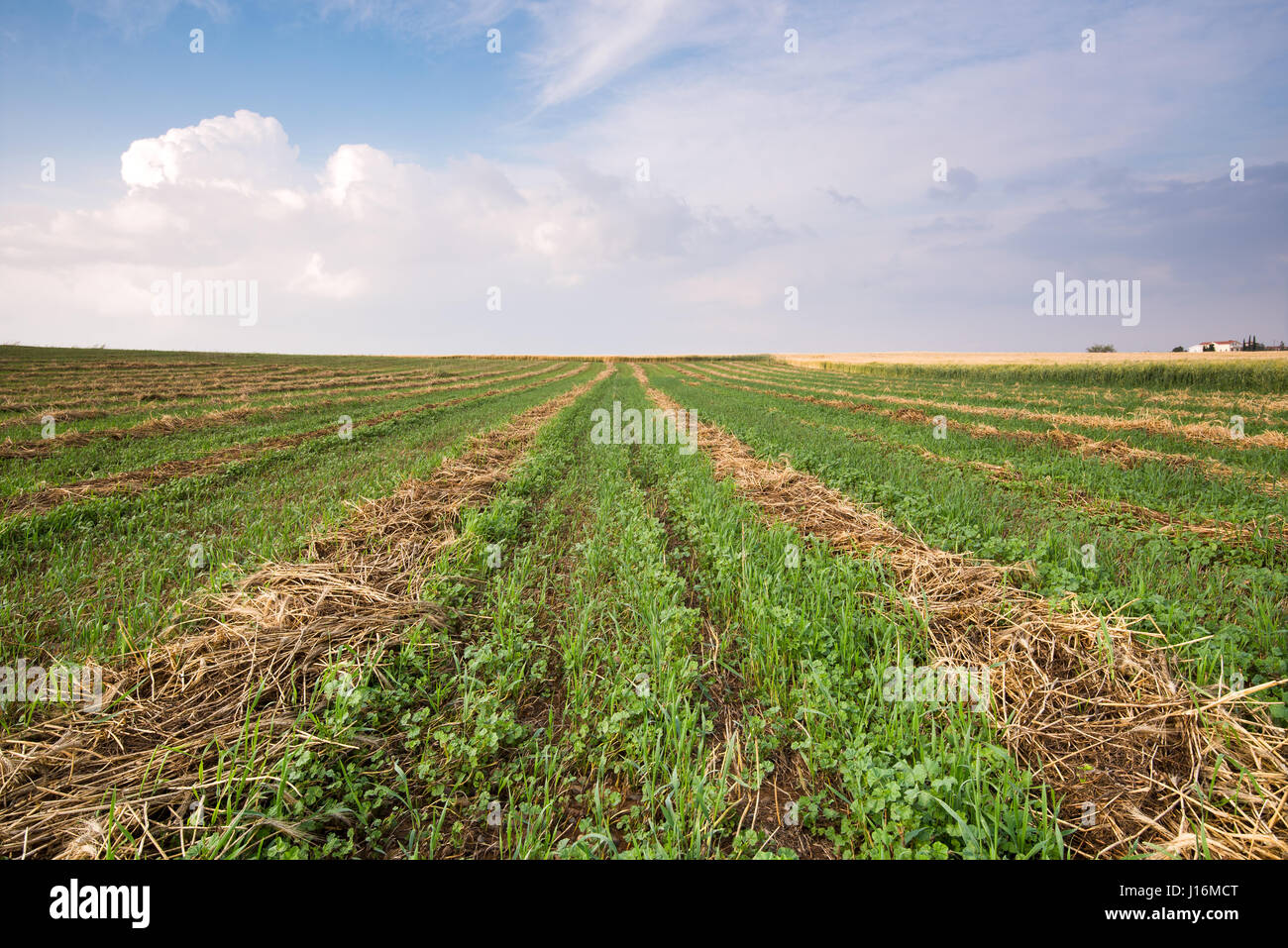 Landschaft mit Getreide-Feld nach der Ernte und bewölkter Himmel mit weißen Cumulus-Wolken in den späten Abend Stockfoto