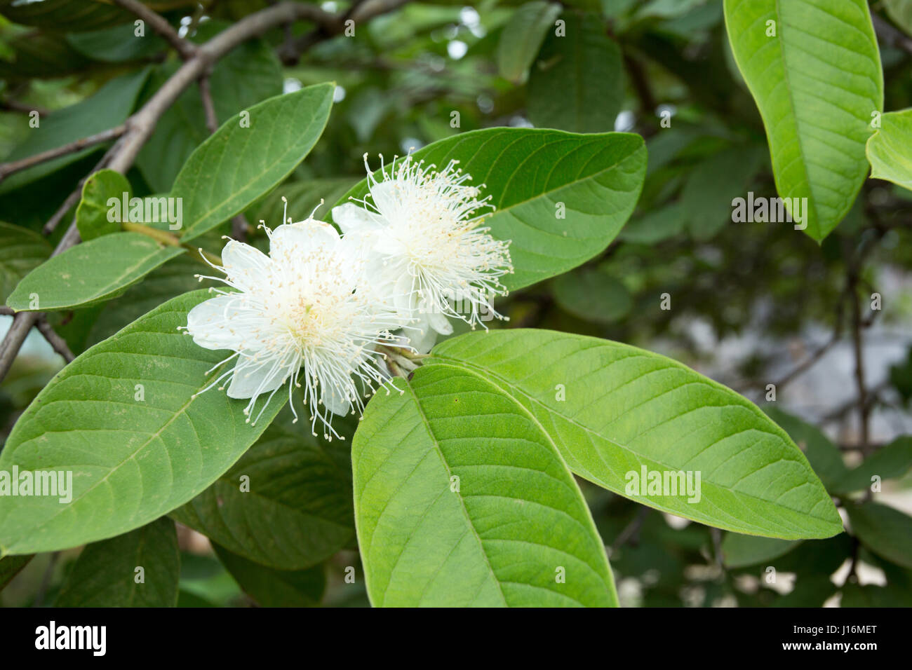 Gemeinsame Guave (Guave Guajava) Blume auf Baum Stockfoto