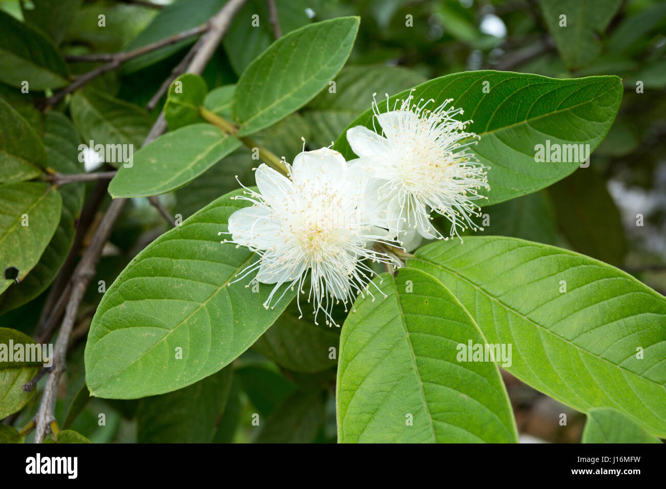 Gemeinsame Guave (Guave Guajava) Blume auf Baum Stockfoto