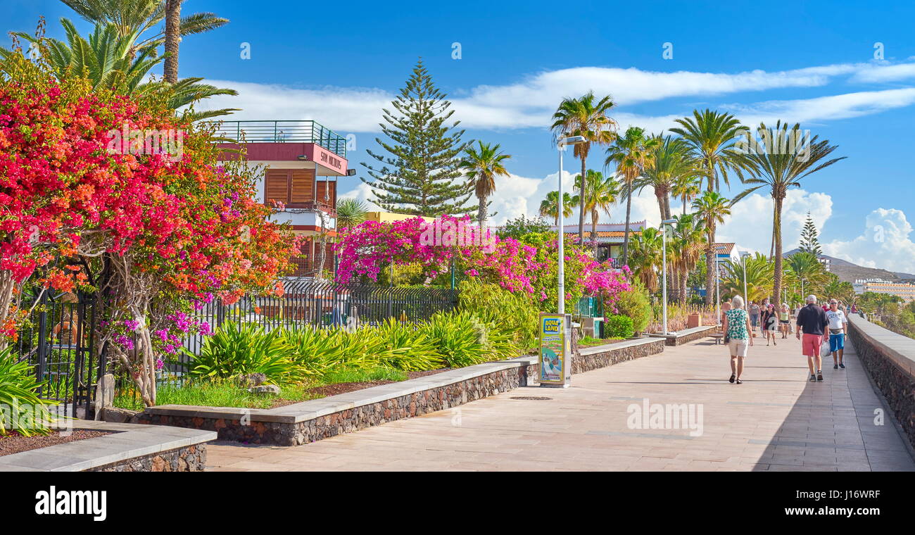 Blühende Frühlingsblumen an der Promenade, Playa de Ingles, Gran Canaria, Kanarischen Inseln, Spanien Stockfoto