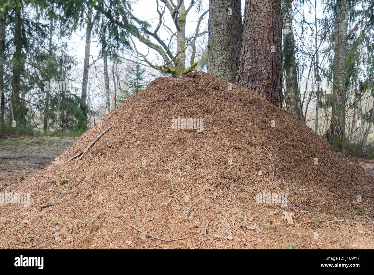 Riesige Ameisenhaufen im Wald auf den Frühling. Estland Stockfoto