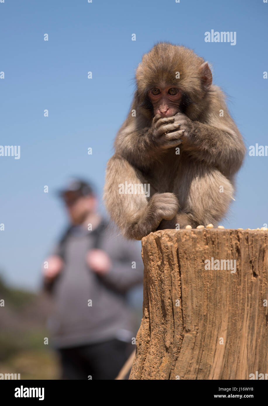 Affenbaby und Tourist am Arashiyama Monkey Park Iwatayama, Kyoto, Japan Stockfoto