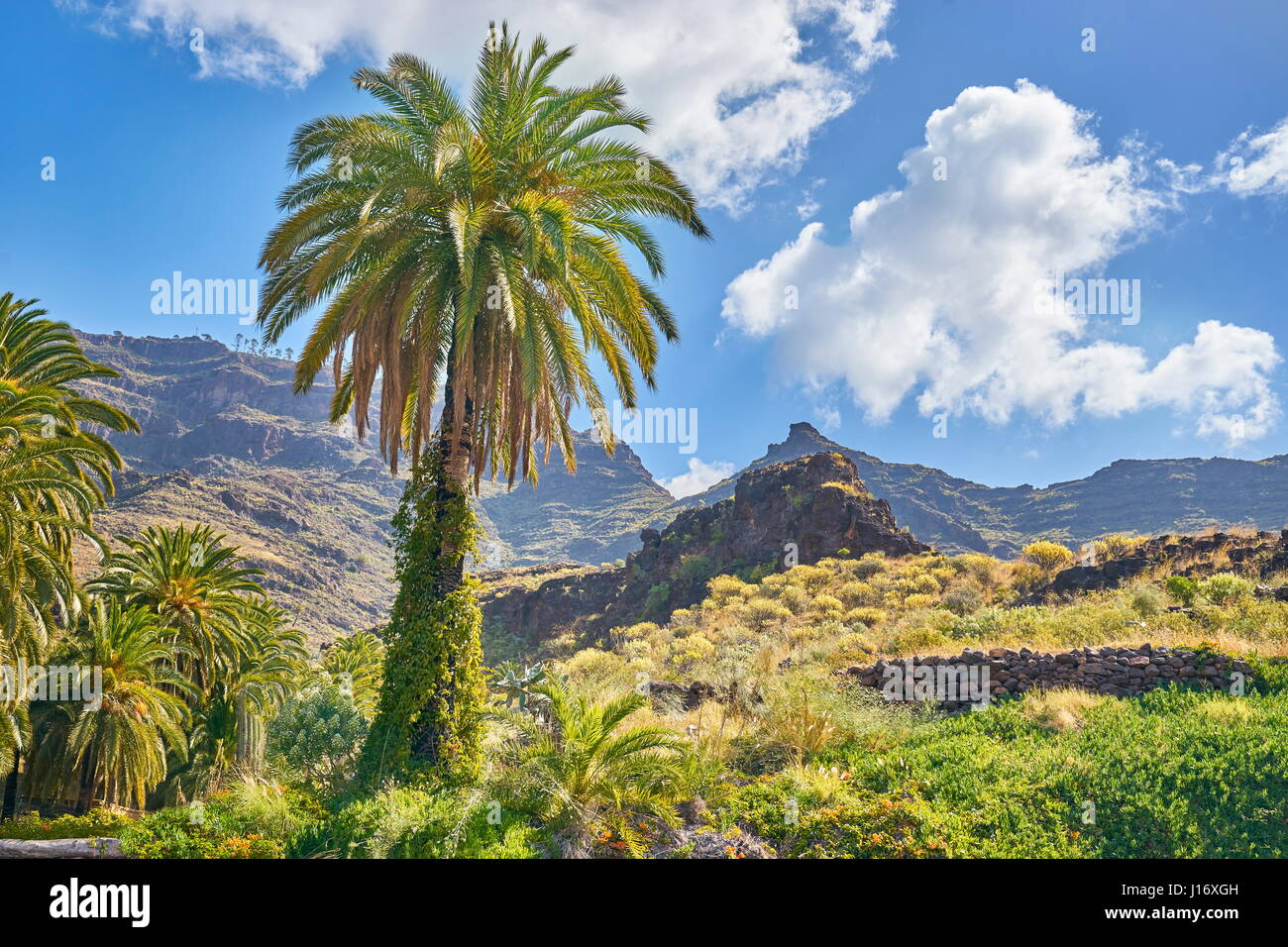 Kanarischer Landschaft mit Palme, Gran Canaria, Spanien Stockfoto