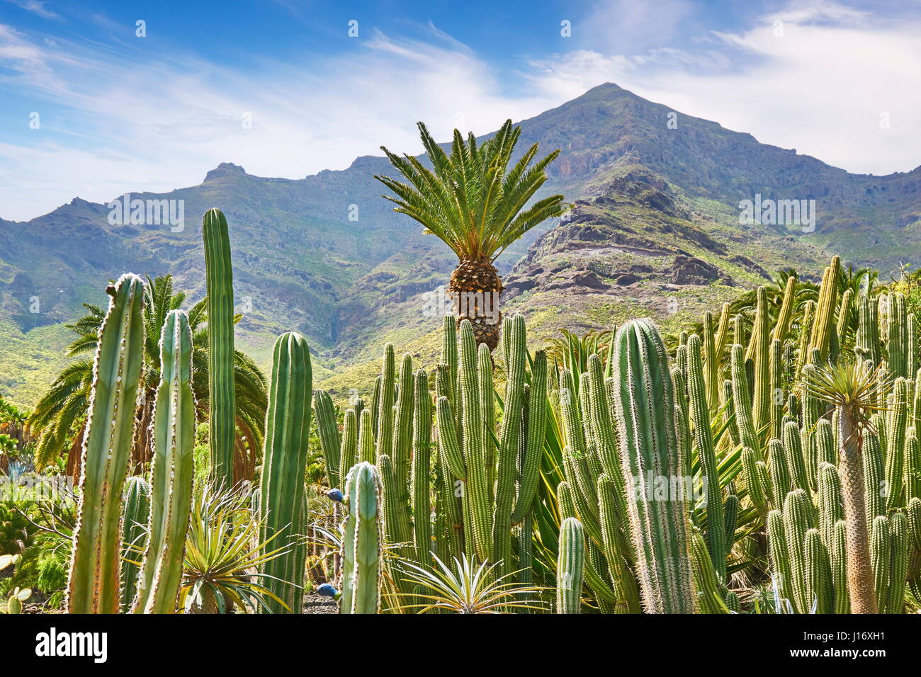 Kakteengarten Landschaft, Gran Canaria, Spanien Stockfoto