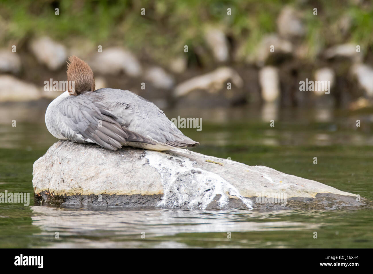 Gänsesäger (Mergus Prototyp) Weibchen schlafen. Sawbill Ente in der Familie Anatidae, mit Wappen und geriffelt Rechnung, mit Kopf unter dem Flügel versteckt ruhen Stockfoto