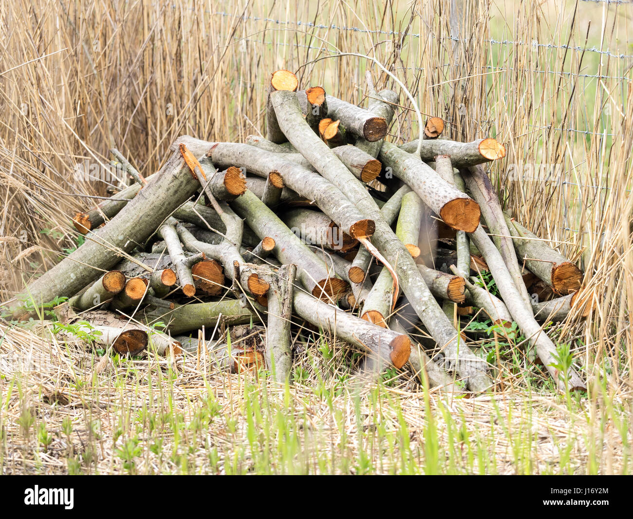 Gehackte Protokoll-Stapel im Wald Stockfoto