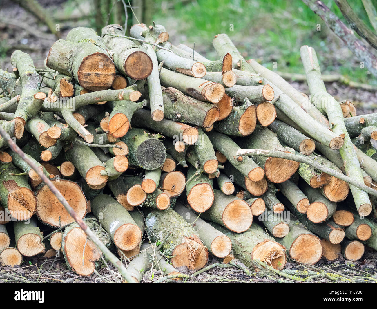 Gehackte Protokoll-Stapel im Wald Stockfoto