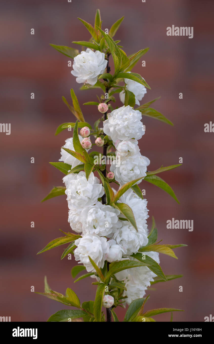 Chinesische Busch Kirsche (Prunus Glandulosa 'Alba Plena'). Blüte auf Zierstrauch in der Familie der Rosengewächse, aus China, auch bekannt als chinesische Pflaume Stockfoto