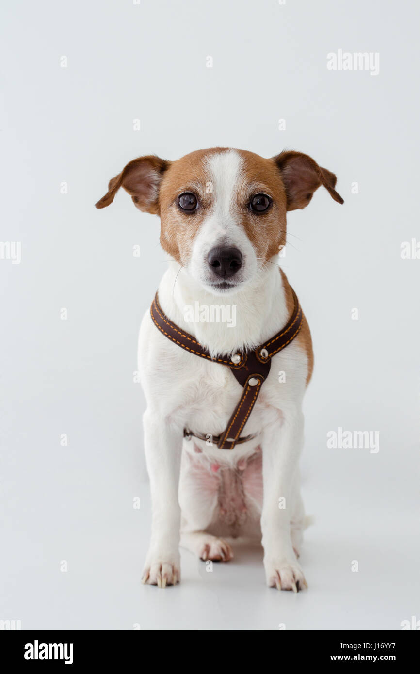 Adorable Hund an Kamera suchen Stockfoto