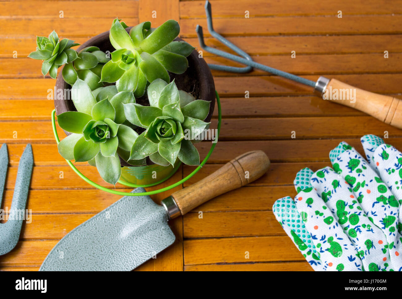 Gartengeräte und Hauswurz Pflanze in den Topf auf einen Tisch Stockfoto