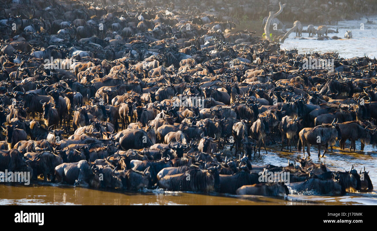 Die große Herde von Gnus geht um den Mara River. Hervorragende Migration. Kenia. Tansania. Masai Mara Nationalpark. Stockfoto