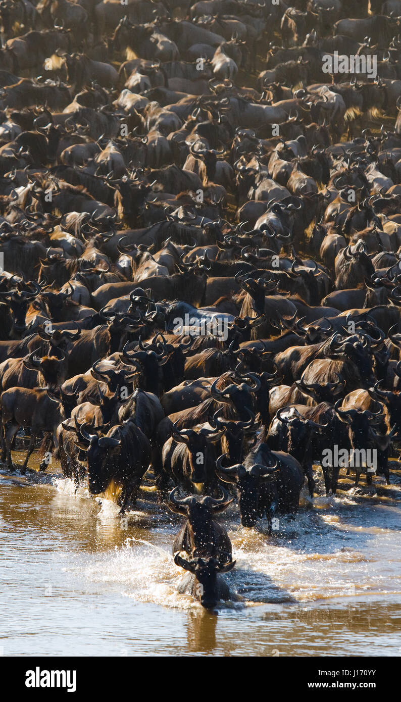 Gnus überqueren den Fluss Mara. Hervorragende Migration. Kenia. Tansania. Masai Mara Nationalpark. Stockfoto