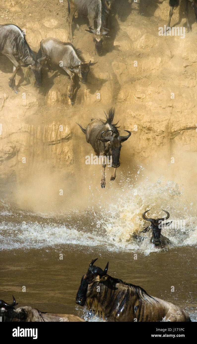 Gnus, der in den Mara River springt. Hervorragende Migration. Kenia. Tansania. Masai Mara Nationalpark. Stockfoto