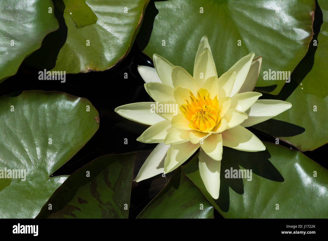 Eine gelb blühende Seerose umgeben von grünen Seerosen in einem Teich Umfeld, auch bekannt als Nymphaea. Stockfoto