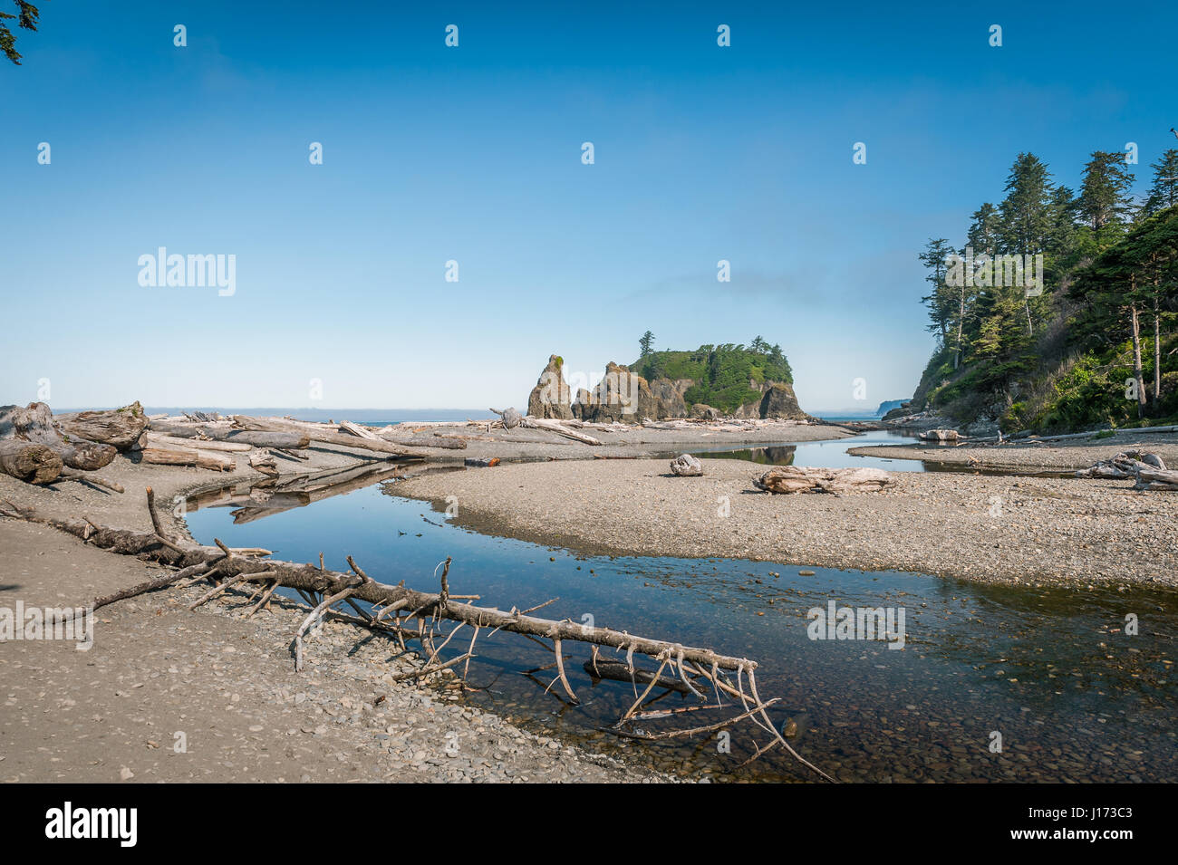 Treibholz in Ruby Beach Olympic Nationalpark, Washington State, USA Stockfoto